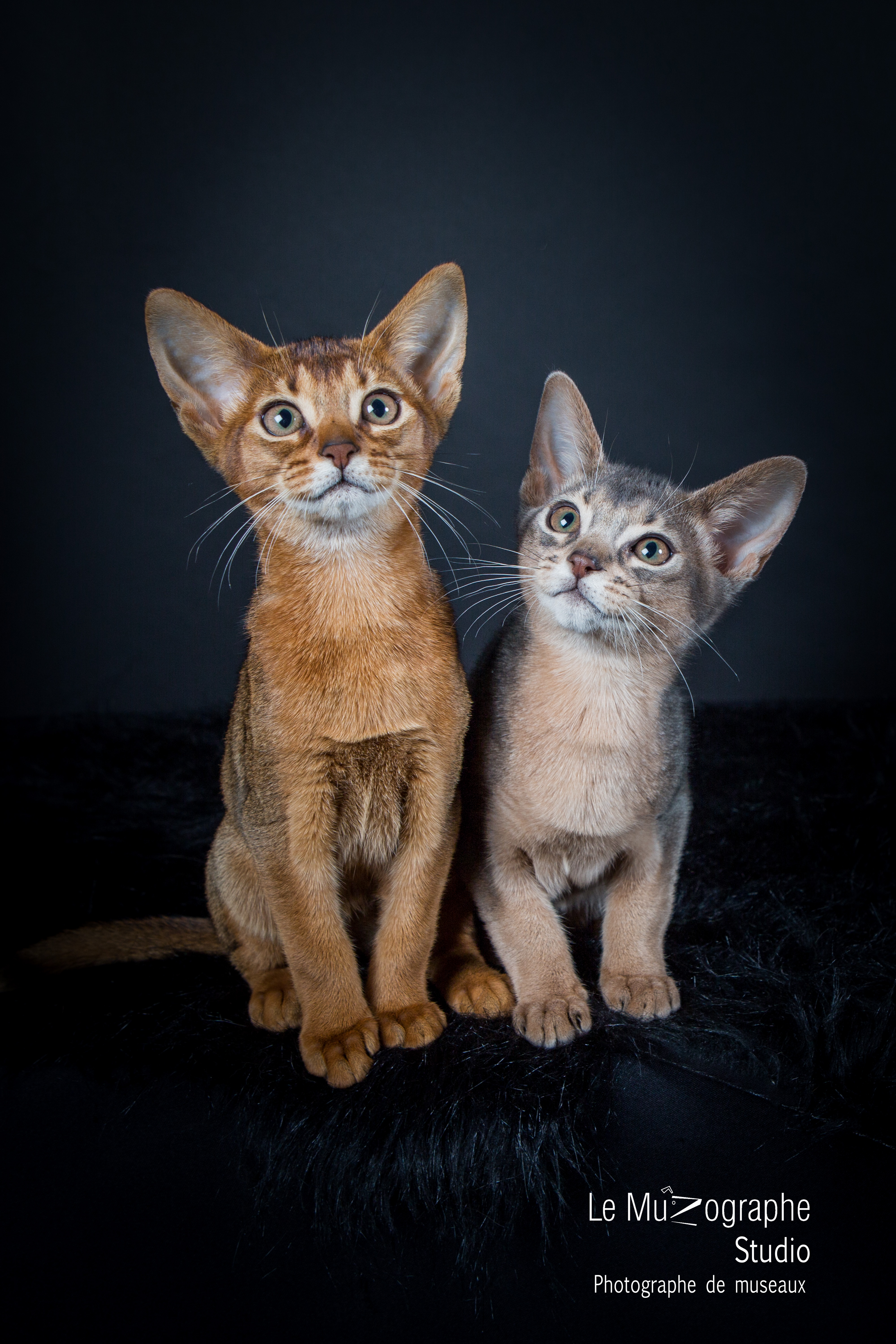 séance photo chat à domicile © Nathalie Tiennot, le Muzographe