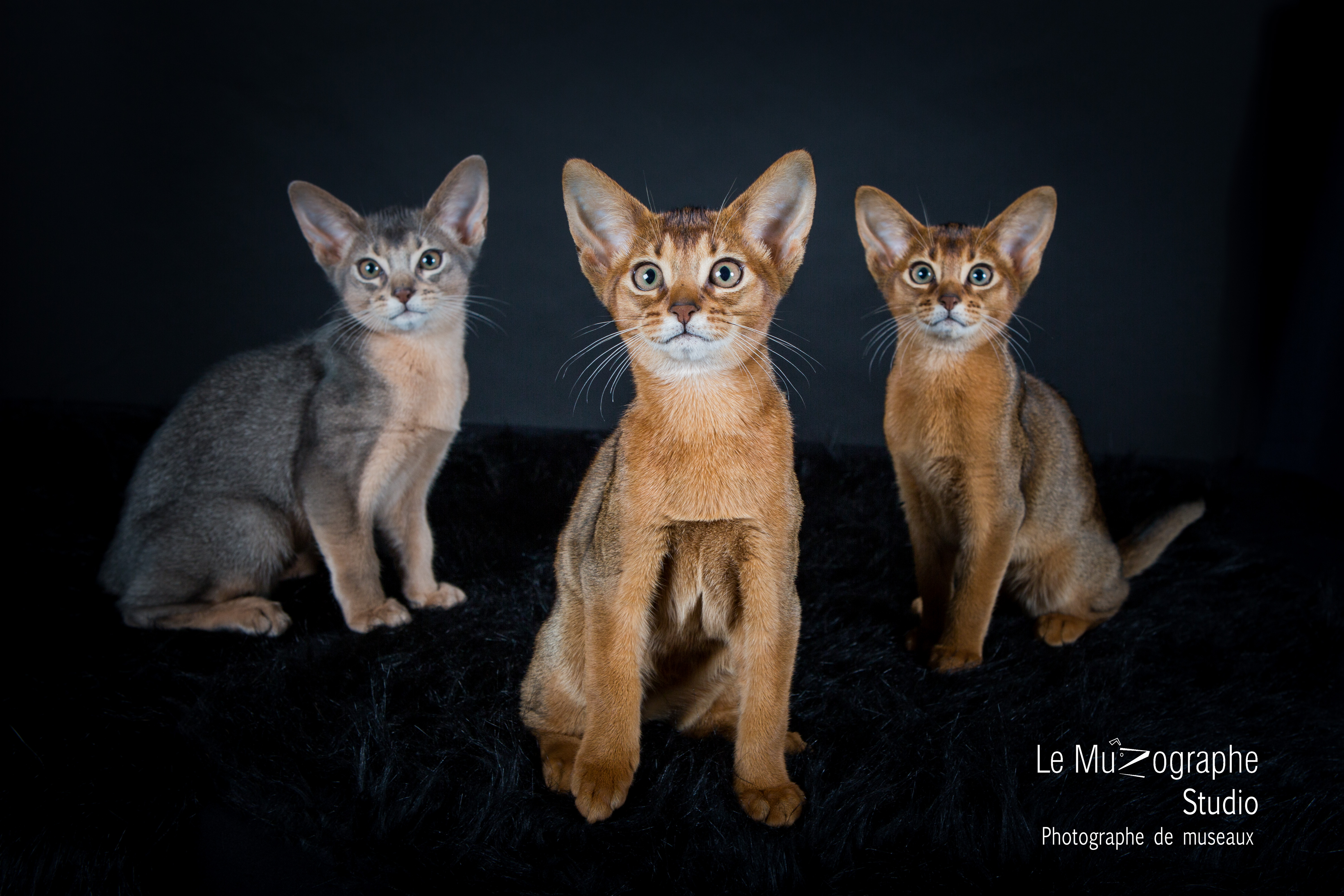 Portrait chat en studio à domicile, éleveur félin