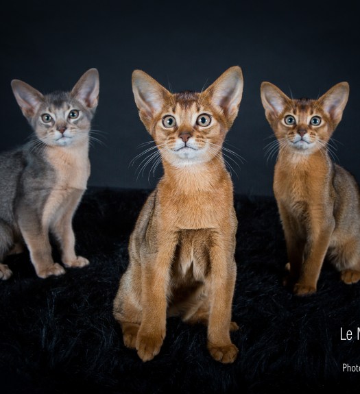Portrait chat en studio à domicile, éleveur félin