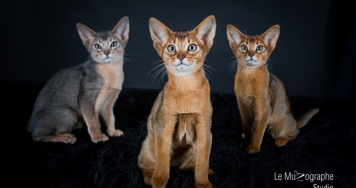 Portrait chat en studio à domicile, éleveur félin