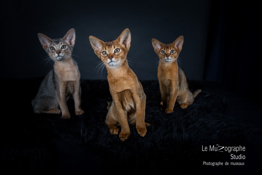 portée de chatons photographiée au domicile élevage, Paris, Berry, Bourges