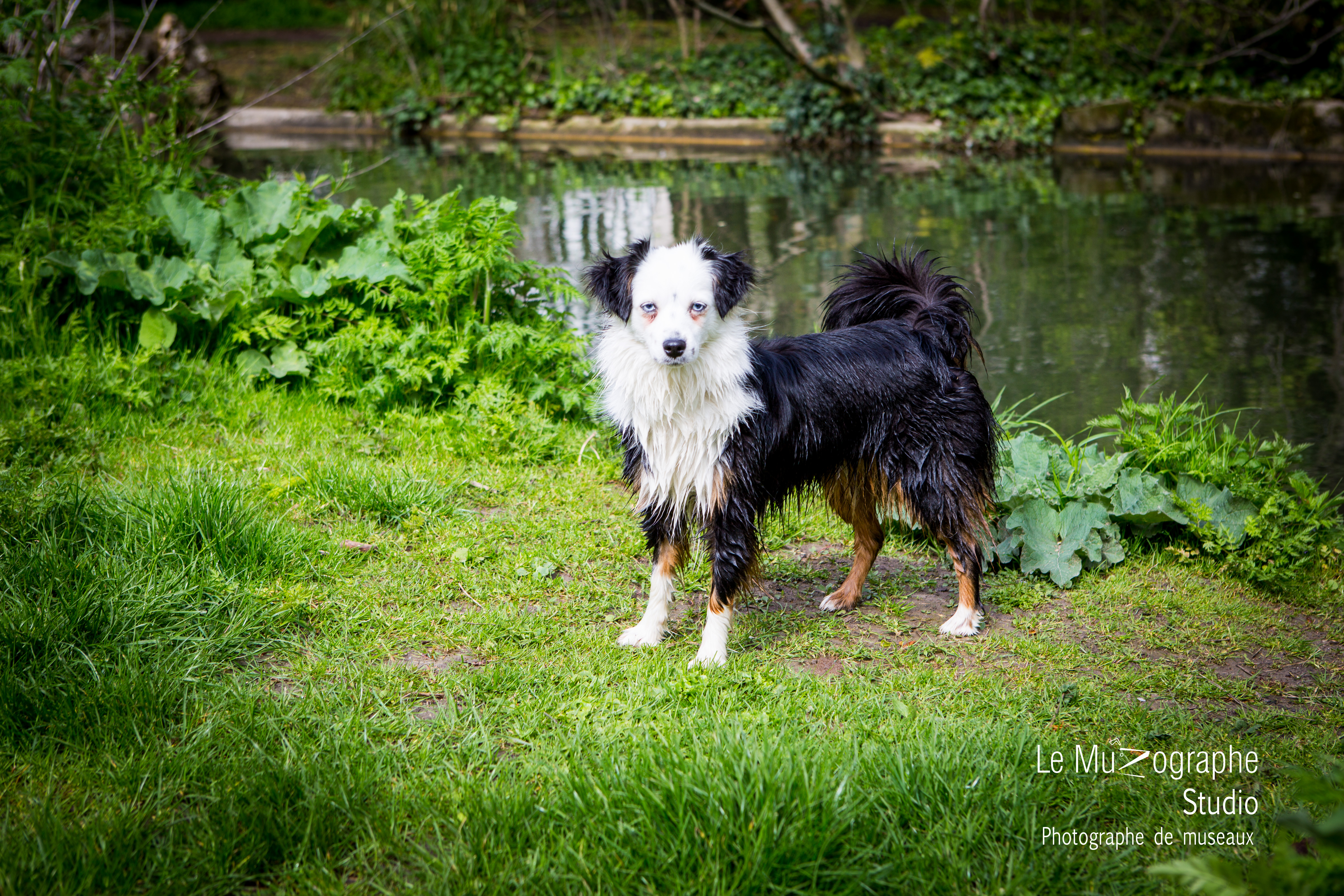 photographe pour chien Bourges berry, Nathalie Tiennot © Le Muzographe
