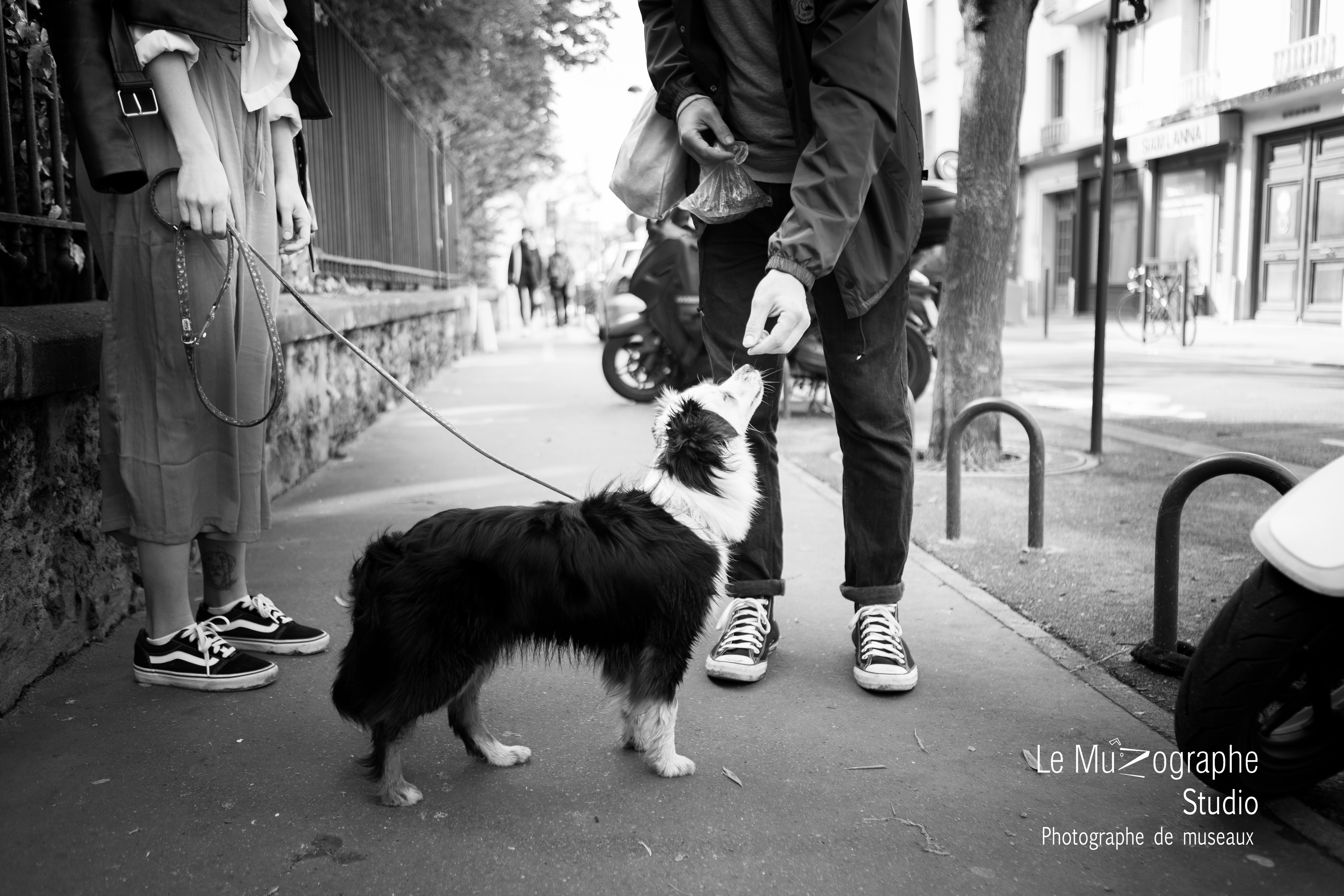 Berger américain toy par photographe professionnel, Nathalie Tiennot