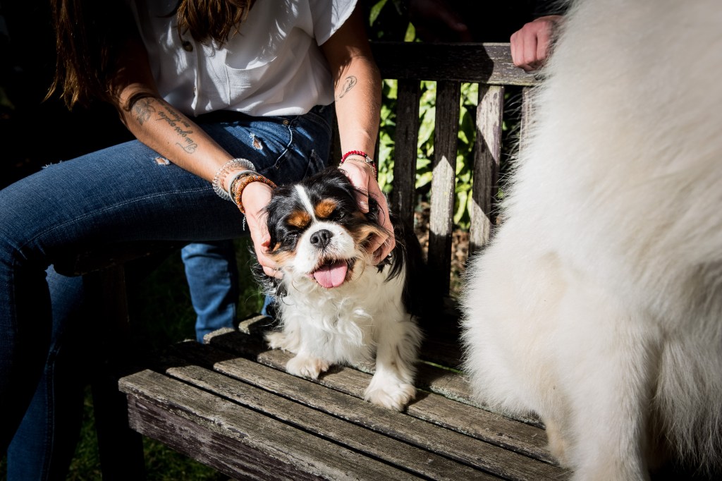 Shooting cadeau Noël pour chien, Nathalie Tiennot, photographe animaux de compagnie à Paris, val d'oise, val de Marne