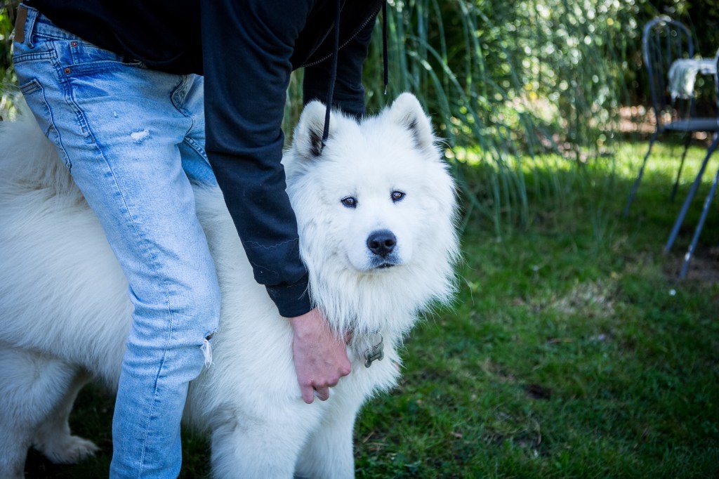 Séance photo avec mon chien à Domicile, Nathalie Tiennot photographe animalier