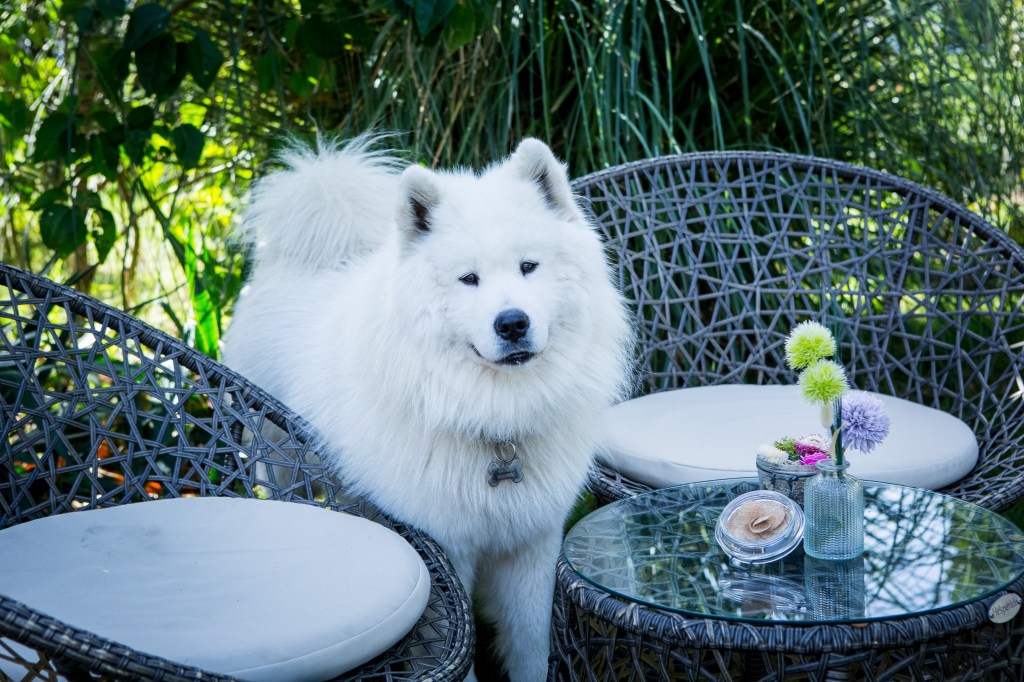 Shooting photo chien shooting photo chat en ile de France, Nathalie Tiennot studio pour chiens et chats