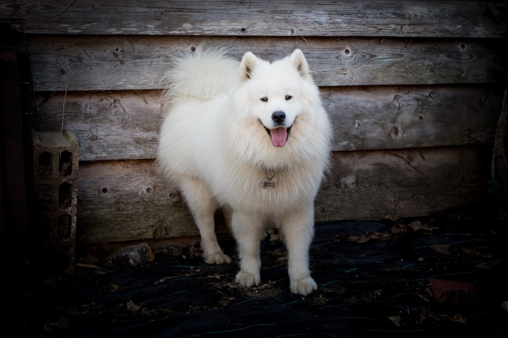 chien blanc samoyède en portrait par photographe professxionnel spécialiste animaux de compagnie
