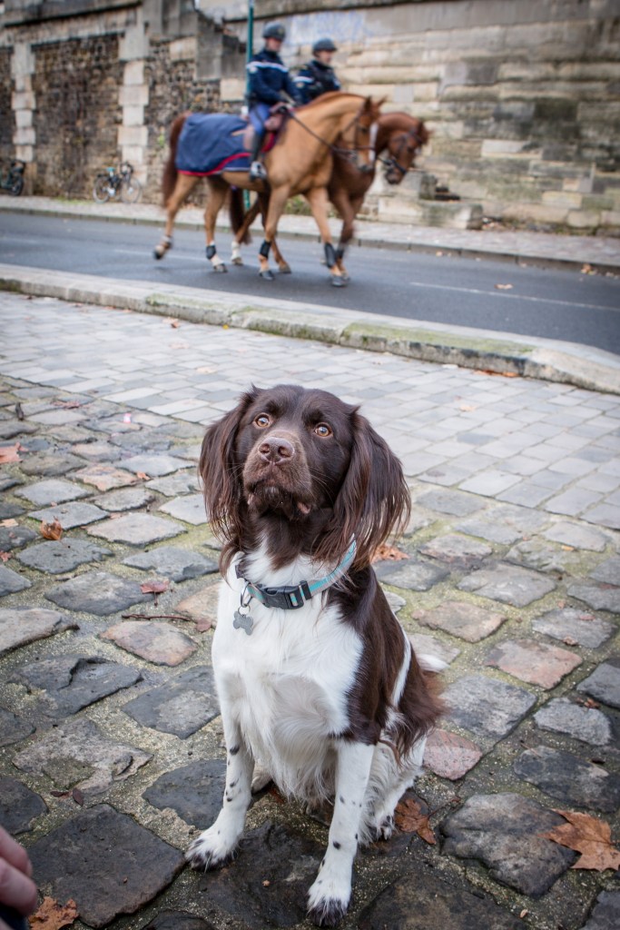 Shooting photo original avec mon chien, avec photographe canin spécialiste animaux de compagnie