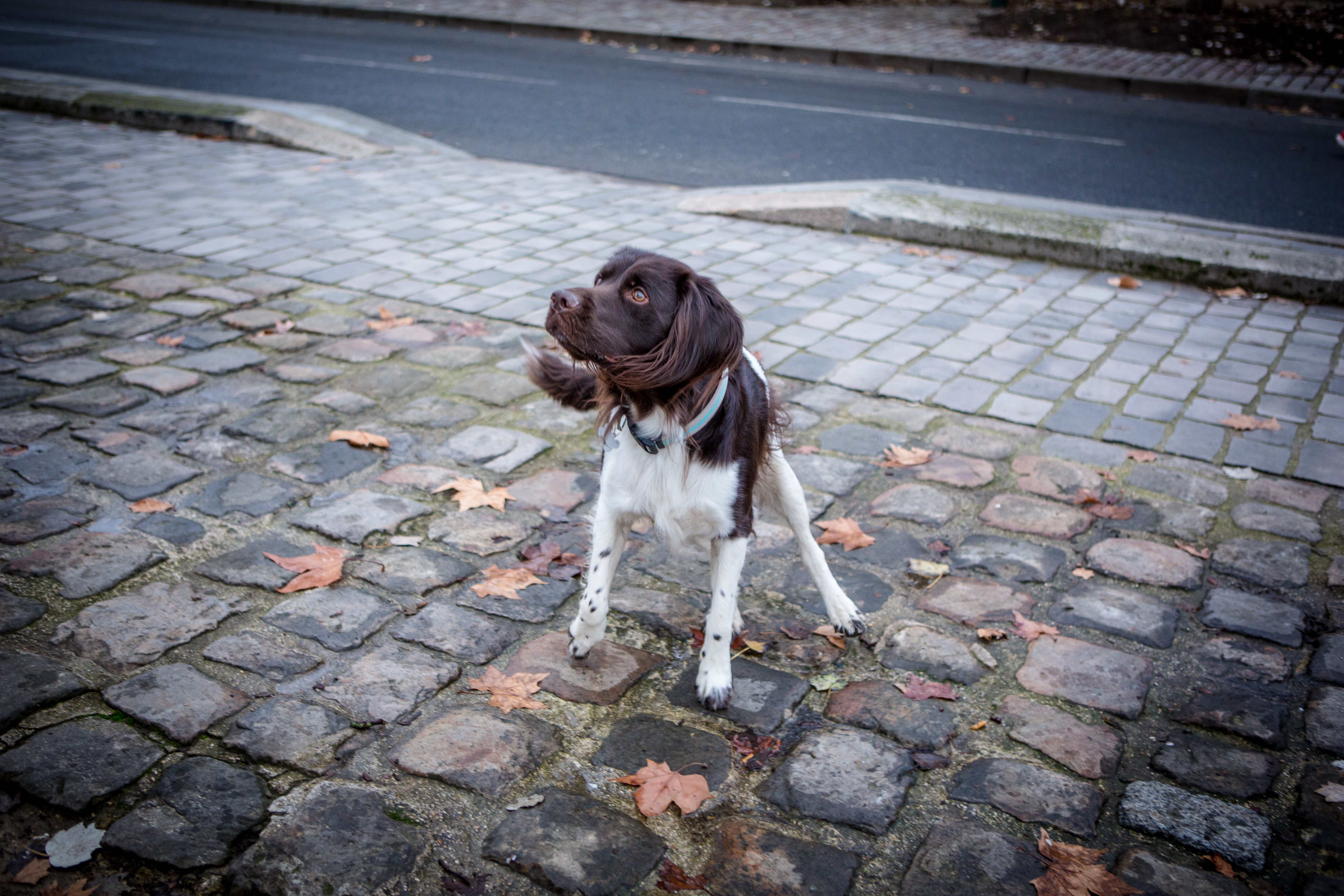 cadeau saint valentin pour chien, photo avec mon chien par Nathalie Tiennot