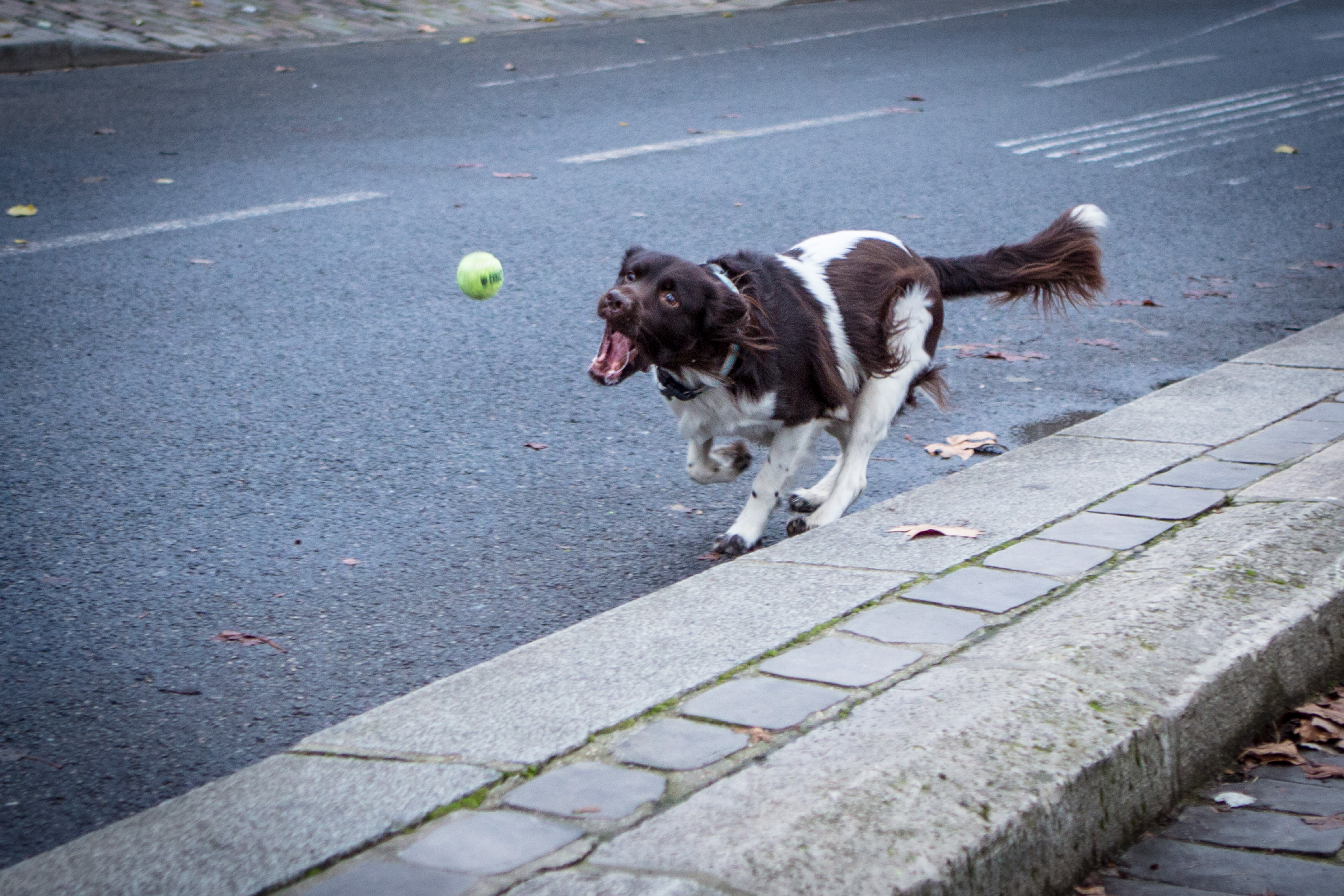 Reportage photo pour chien et chat en ville à Paris