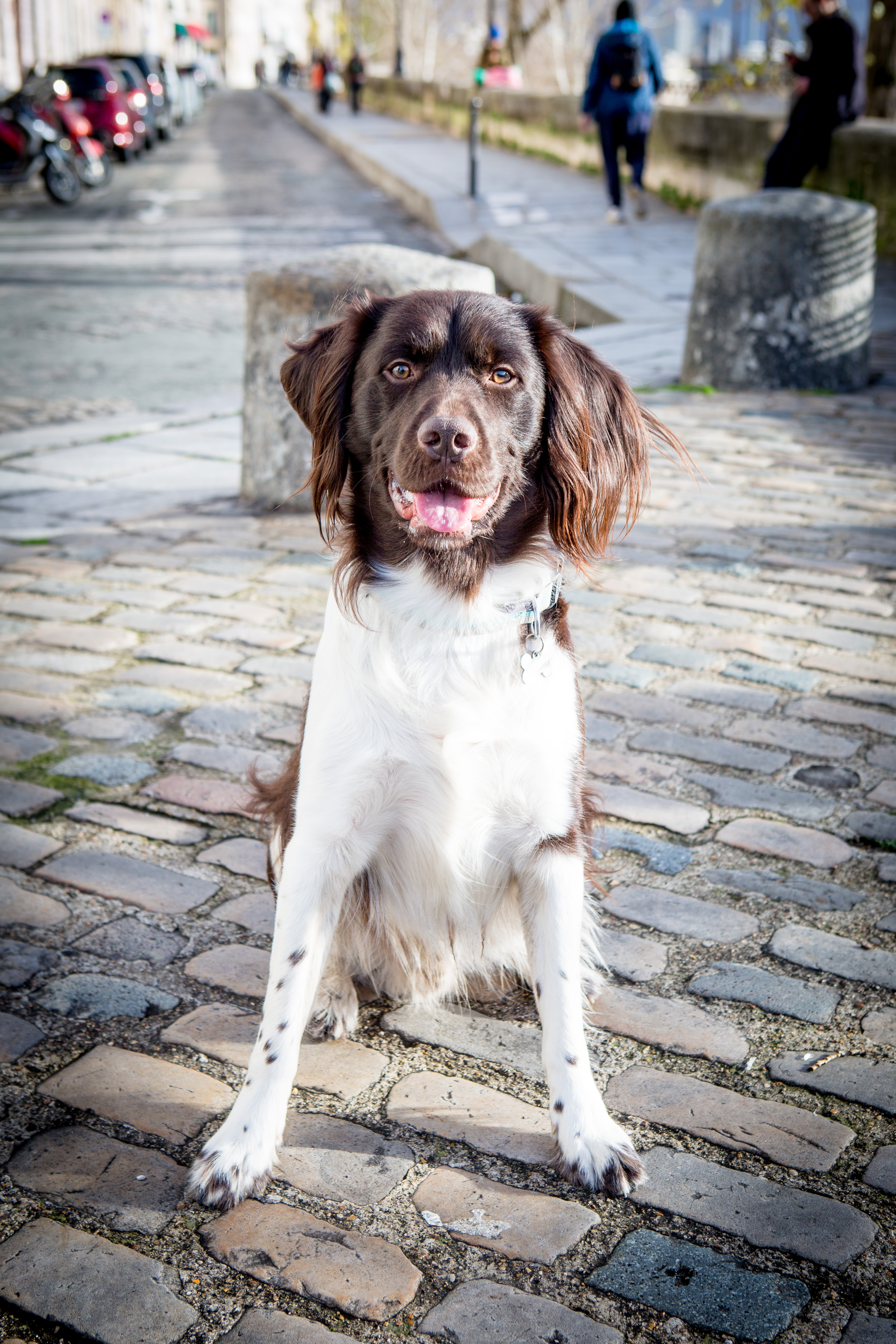 Shooting souvenir chien à Paris et maître