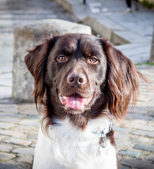 Shooting photo chien de race près de Paris, photographe animalier