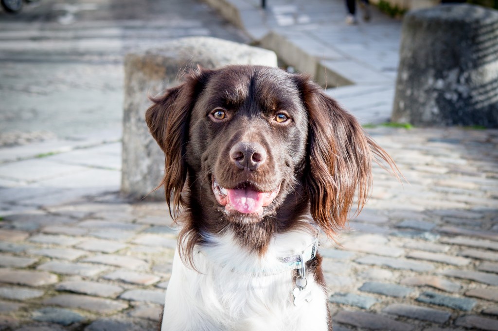 Shooting photo chien de race près de Paris, photographe animalier