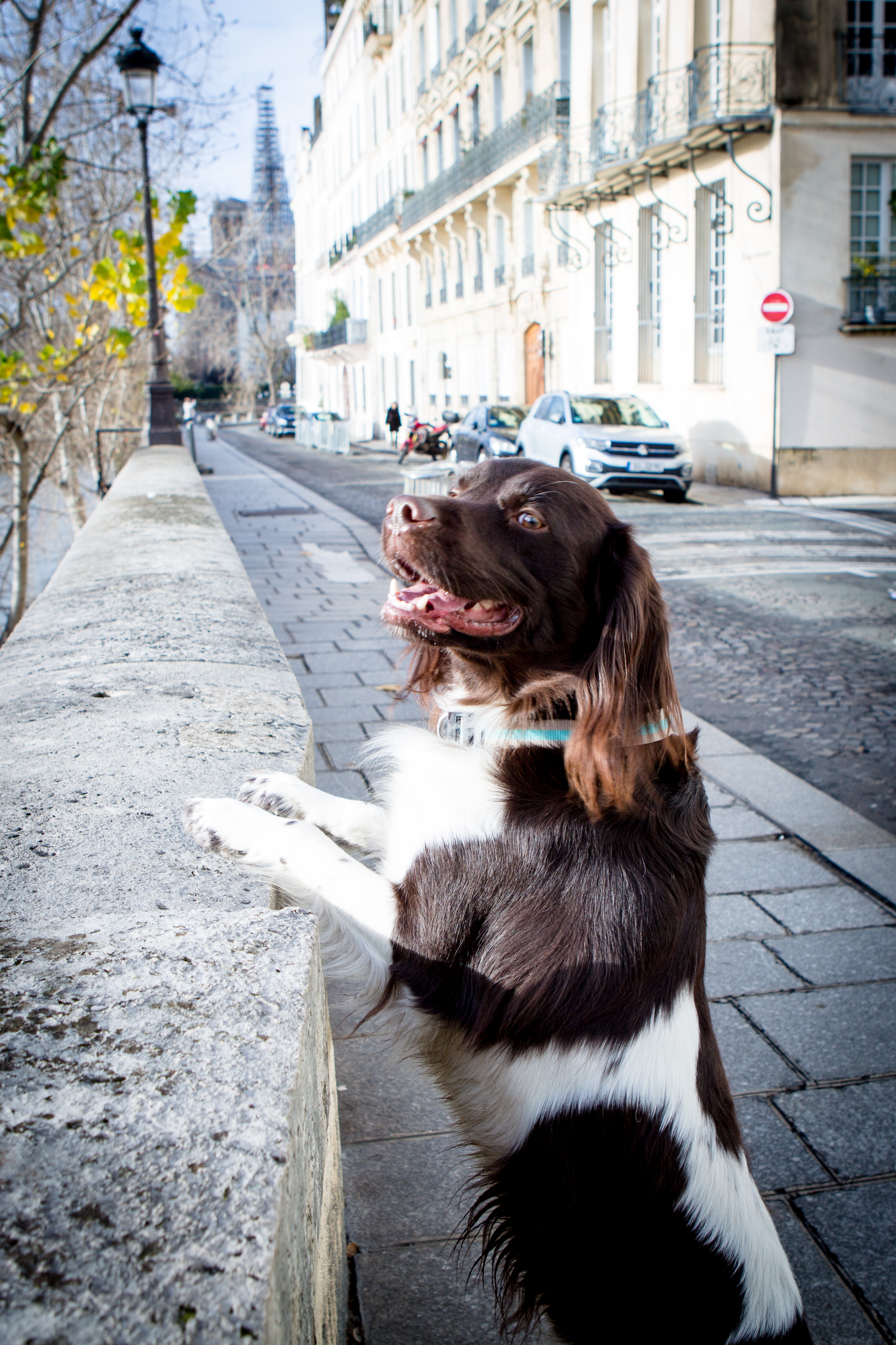 Cadeau Noël pour chien © Nathalie Tiennot - Le Muzographe