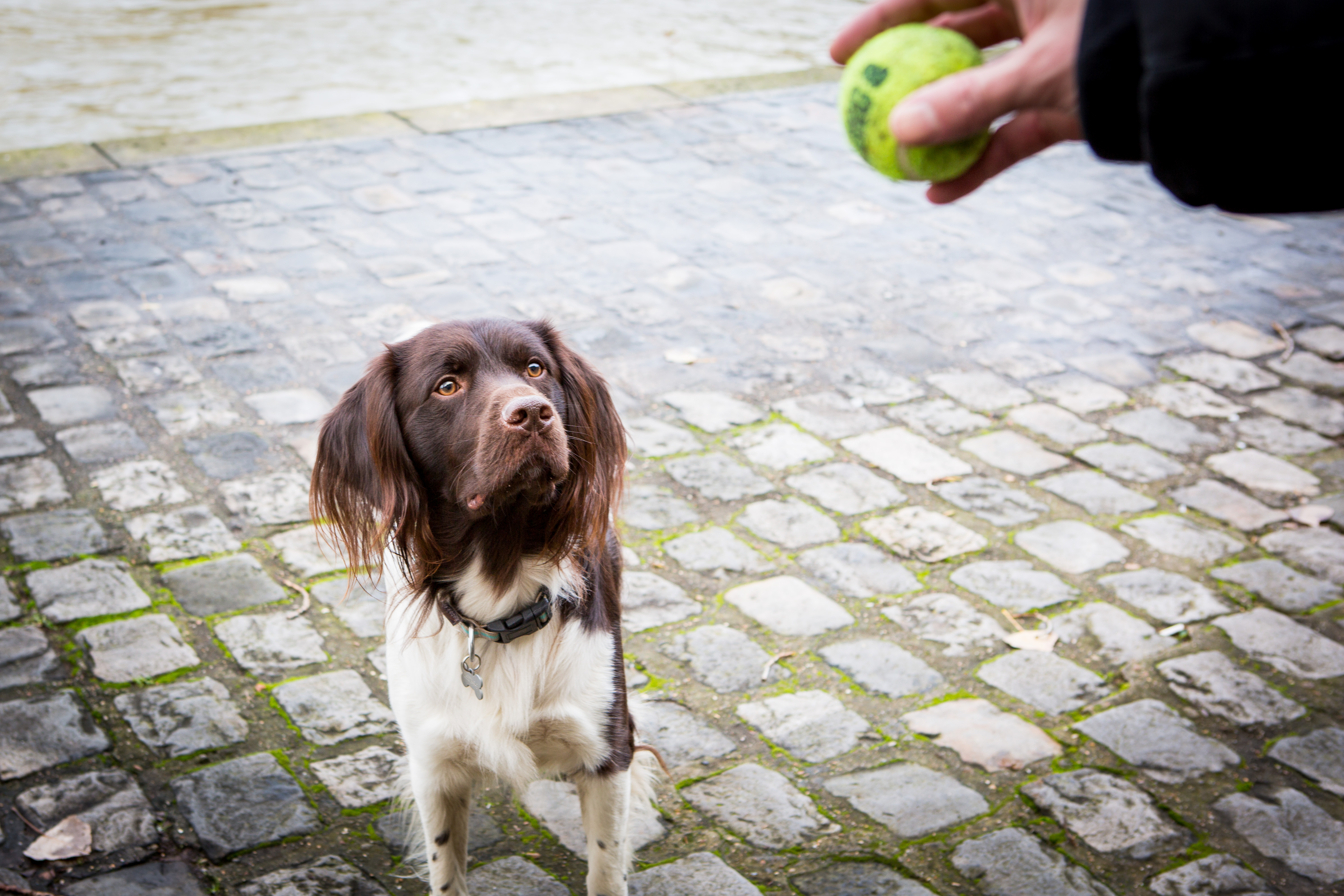 Un chien et sa balle sur les pavés parisiens, par photographe animalier Nathalie Tiennot