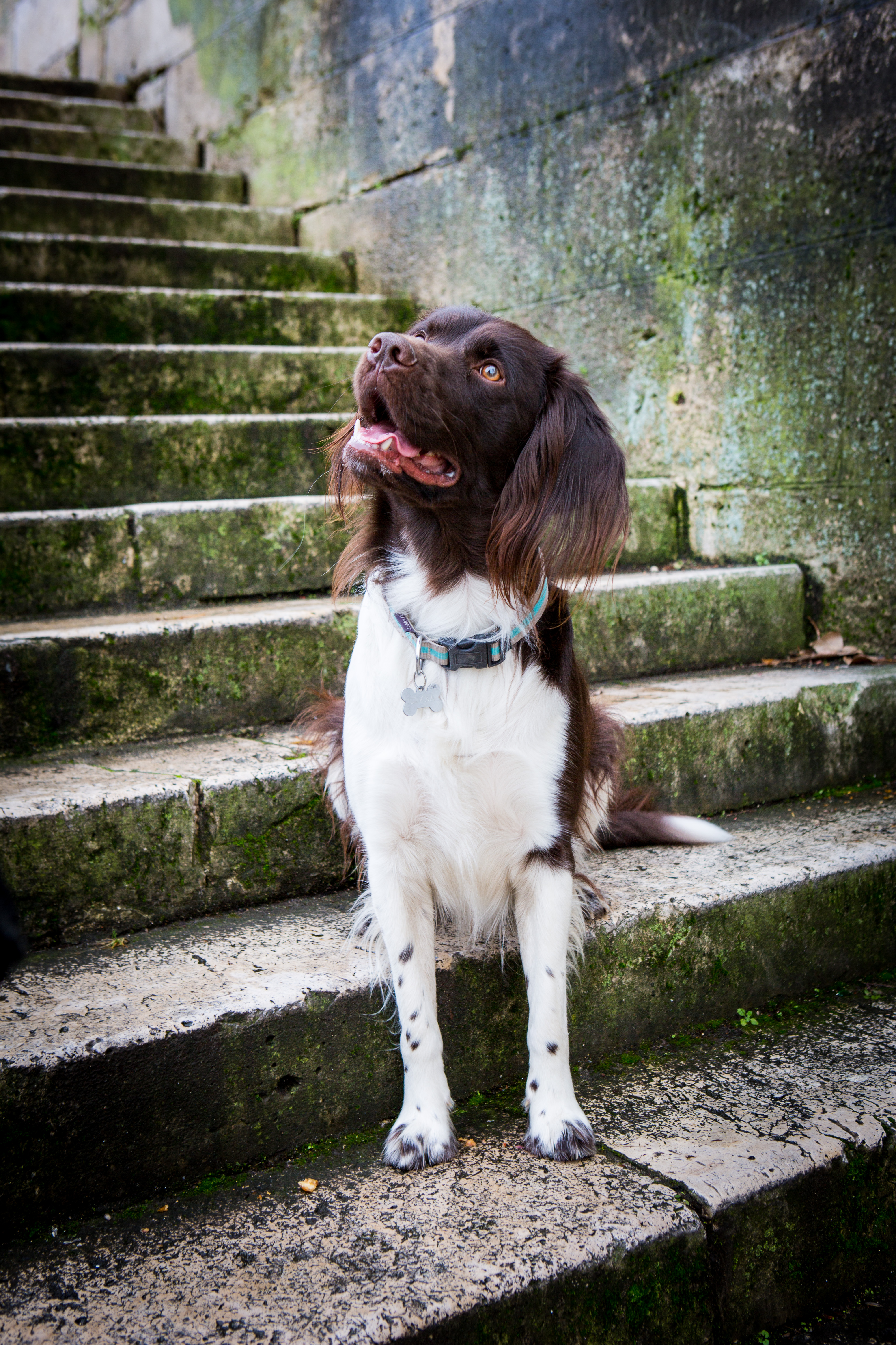 Offrir un shooting photo à son chien, Nathalie Tiennot photographe animalier à Paris, Bourges, Toulouse