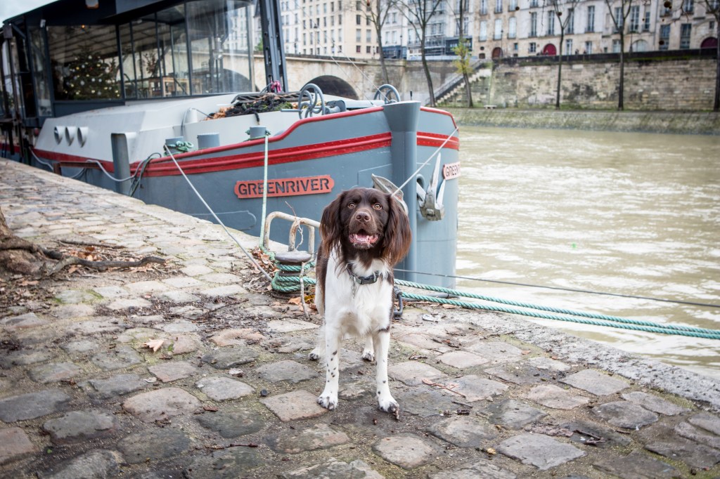 Munster Lander en vacances à Paris, shooting photo cadeau chien