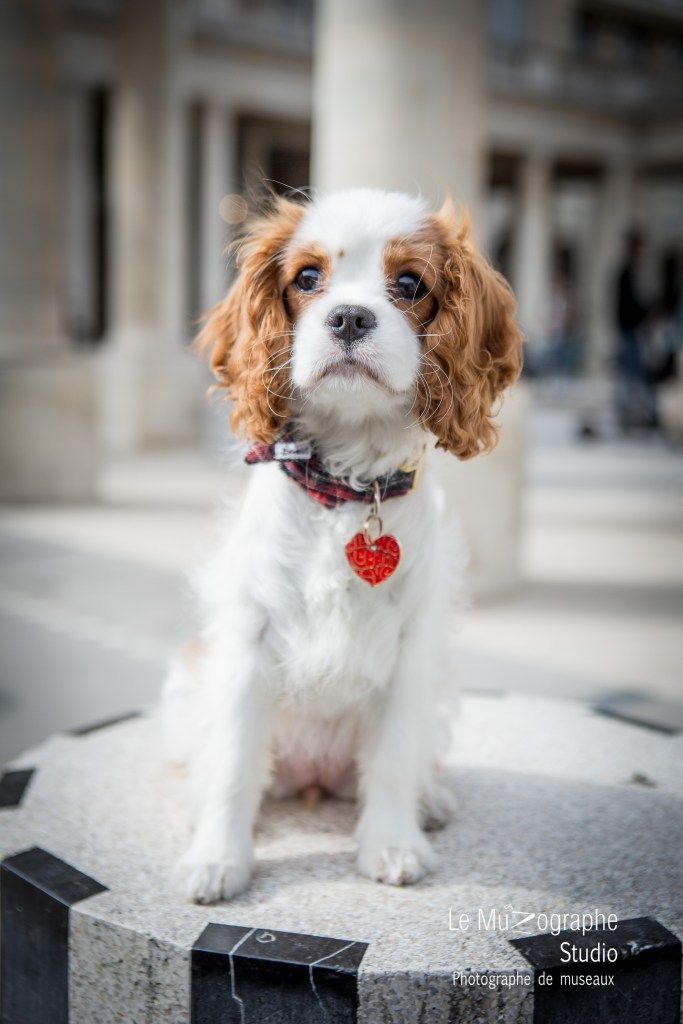 photographe animalier Paris, cavalier king charles par le MuZographe