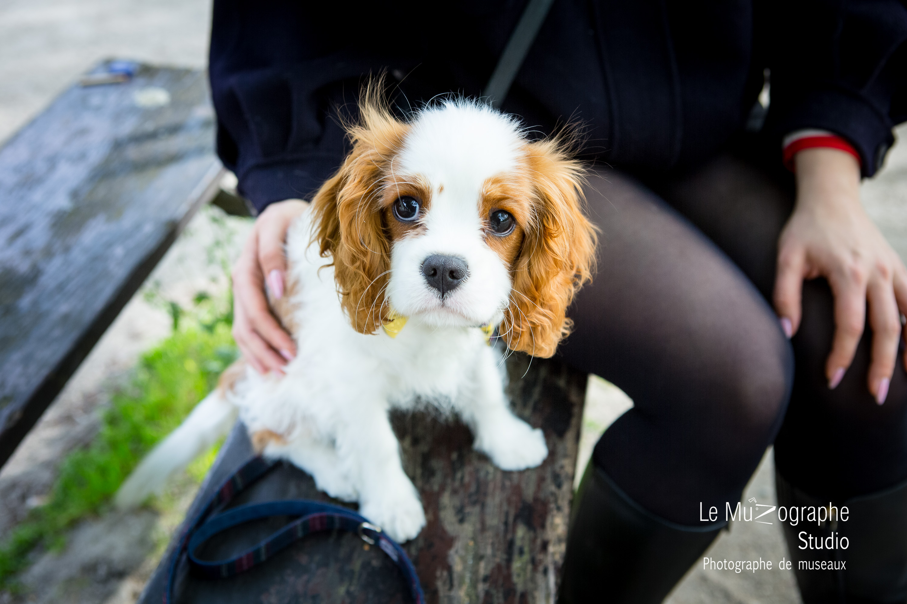 shooting photo avec mon chien à Paris, Cavalier king Charles