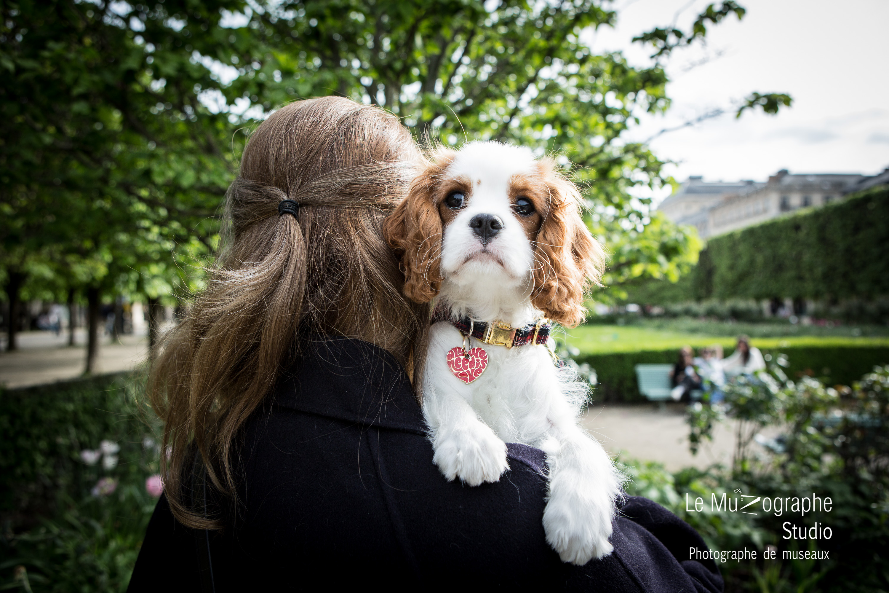 photographe dogbook, reportage canin, photographe canin paris