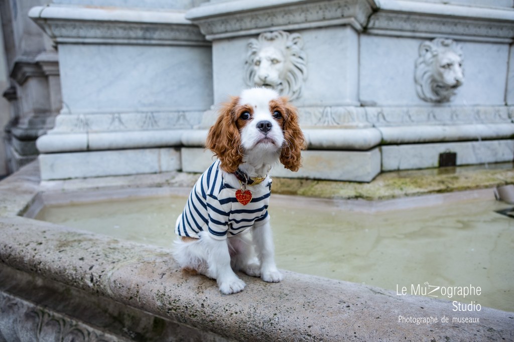 shooting chien canin félin Paris et région parisienne