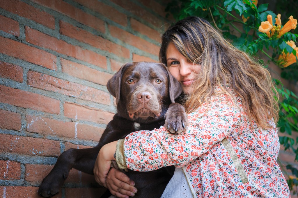 Labrador chocolat dans les bras de sa maitresse par le muzographe photographe chien à Toulouse