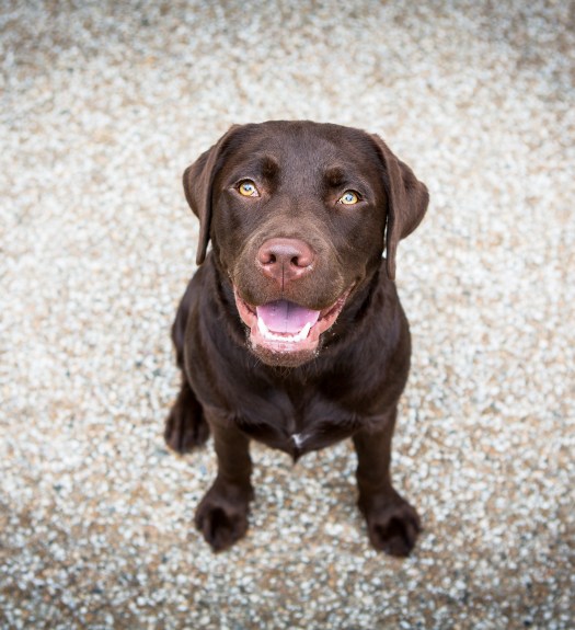 Séance photo animaux de compagnie par photographe animalière à Toulouse