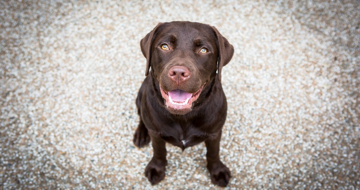 Séance photo animaux de compagnie par photographe animalière à Toulouse