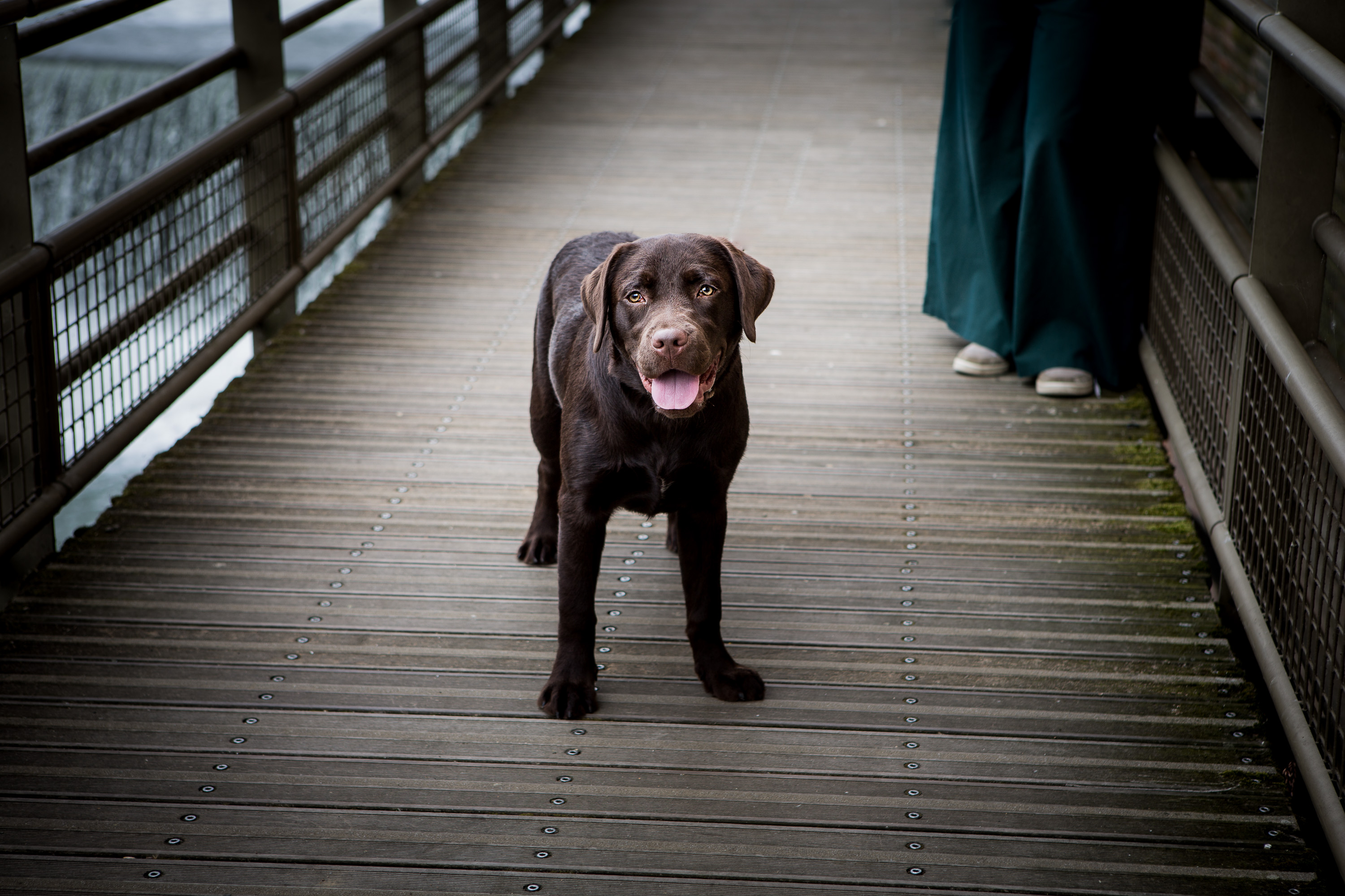 labrador chocolat en séance photo cadeau à Toulouse
