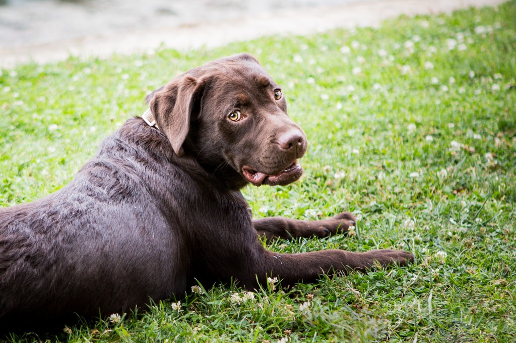 Labrador chocolat par Nathalie Tiennot, photographe professionnelle pour animaux de compagnie, Toulouse