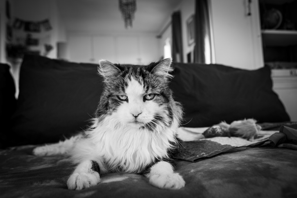 Photos noir et blanc de mon chat par photographe animalier parisien