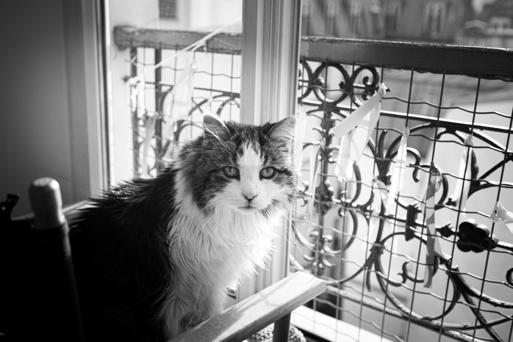 photographe pour chat et chien senior à Paris et région parisienne