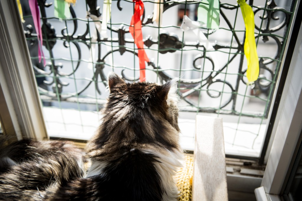 Photographe félin et animaux de compagnie à Paris