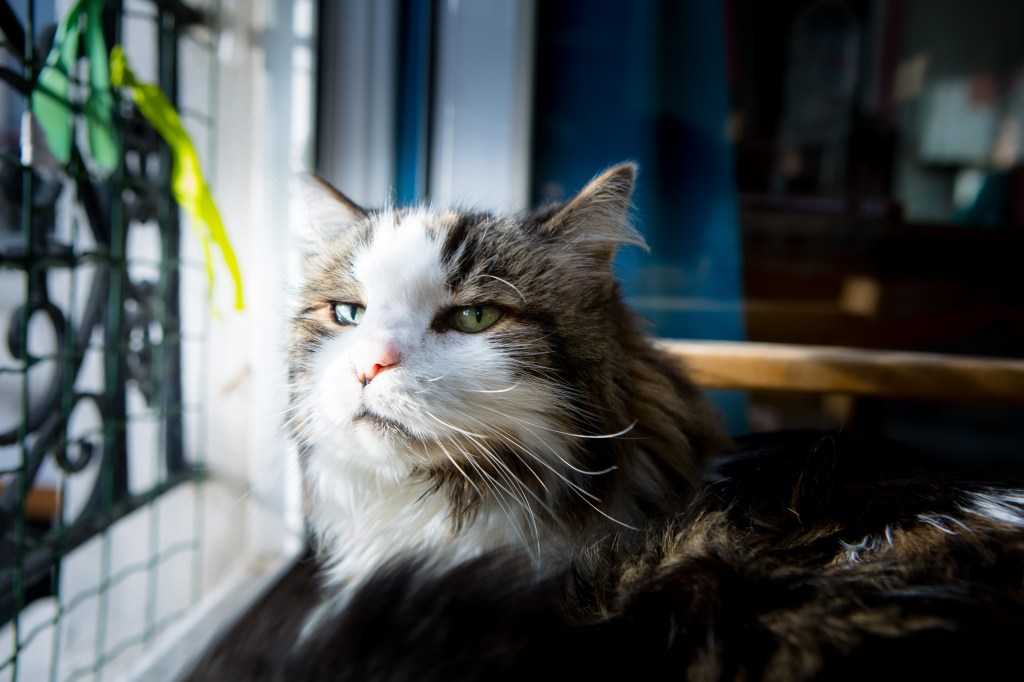 séance photo cadeau avec mon chat à Paris, Nathalie Tiennot, photographe animalière