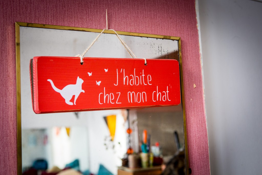 séance photo cadeau noël pour chat avec photographe spécialiste félin