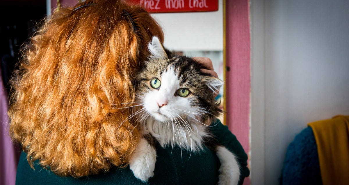 séance photo chat à domicile Paris