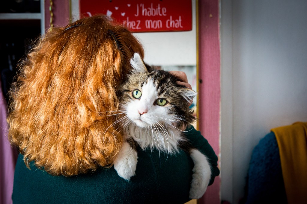 séance photo chat à domicile Paris