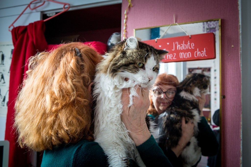 photographe professionnel chat à domicile