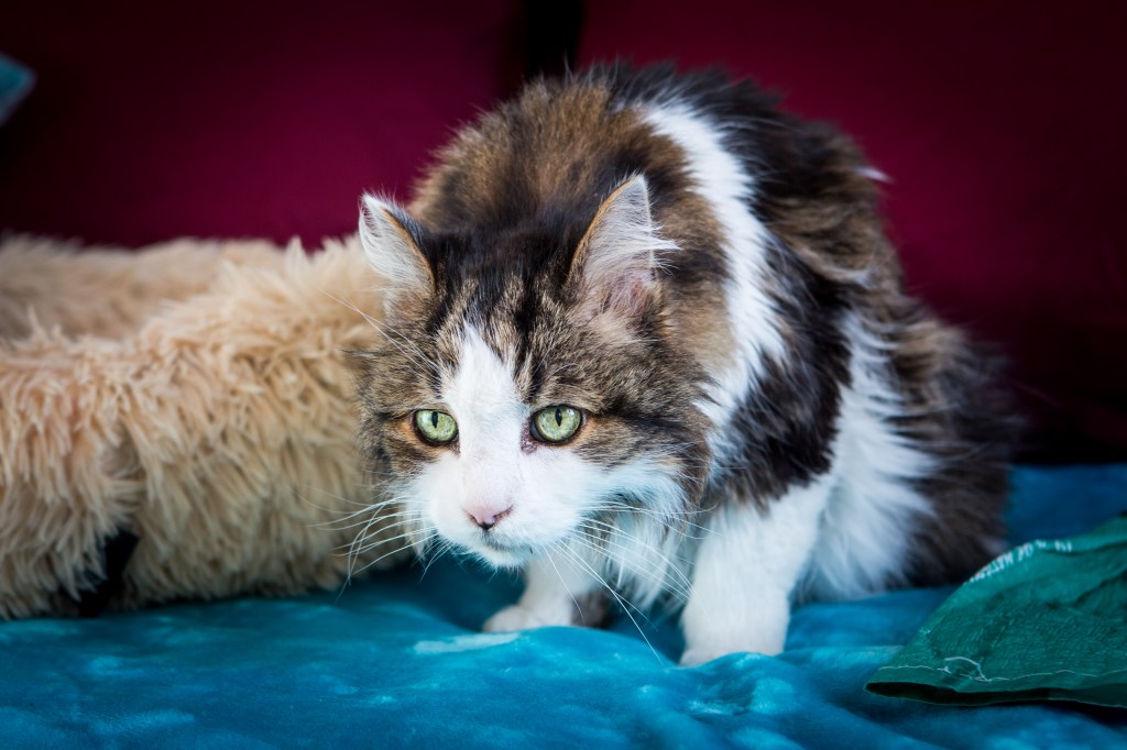 photographe pour chat à domicile et en studio à Paris onzième