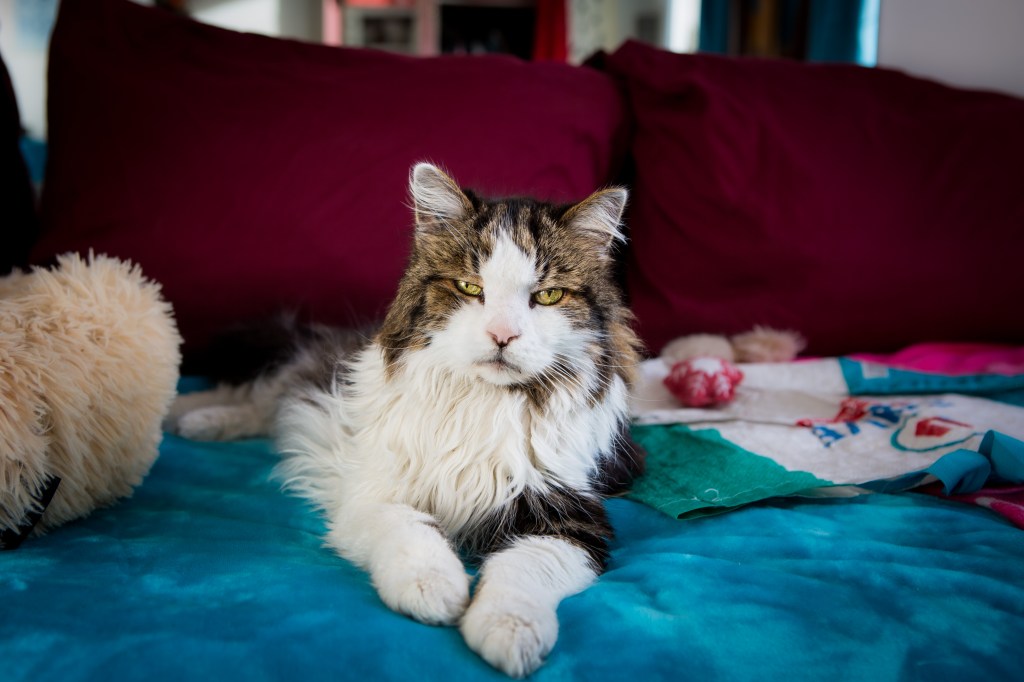 photographe animalière région parisienne, vincennes, à domicile