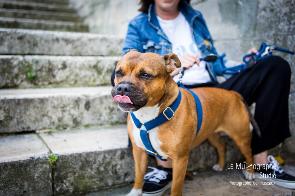 Faire portraits chien par photographe animalier à paris