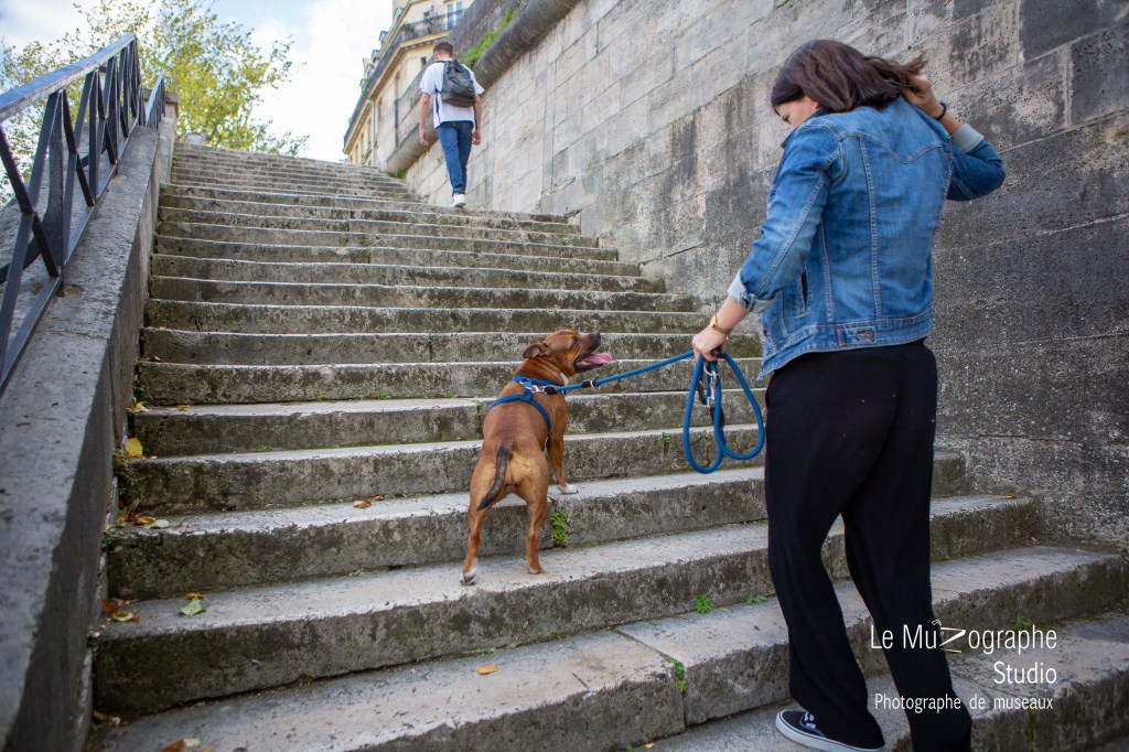 reportage photo avec son chien centre de Paris, par photographe pour chien et chat à Paris