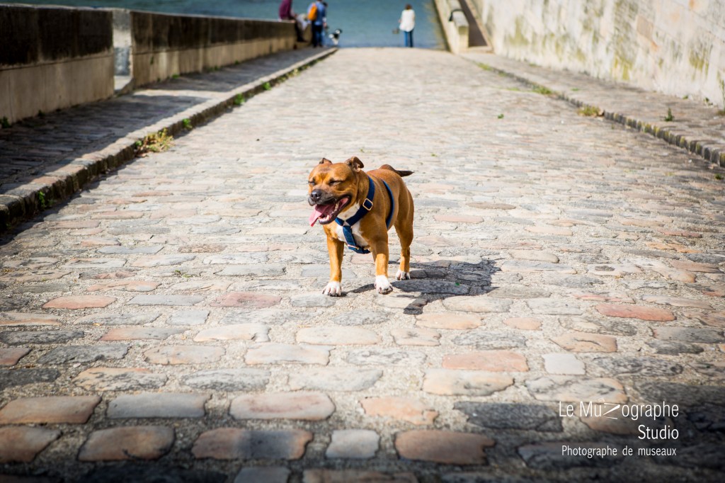 Faire des photos avec mon chien à Paris avec Nathalie Tiennot photographe professionnelle pour le MuZographe