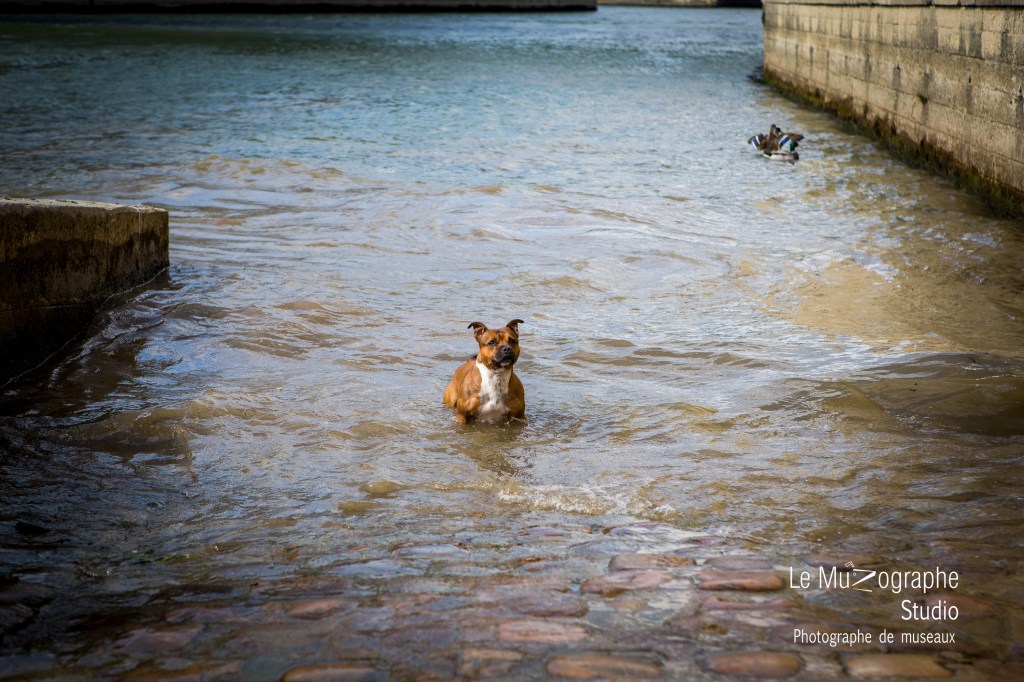 photographe chien paris ©Nathalie Tiennot