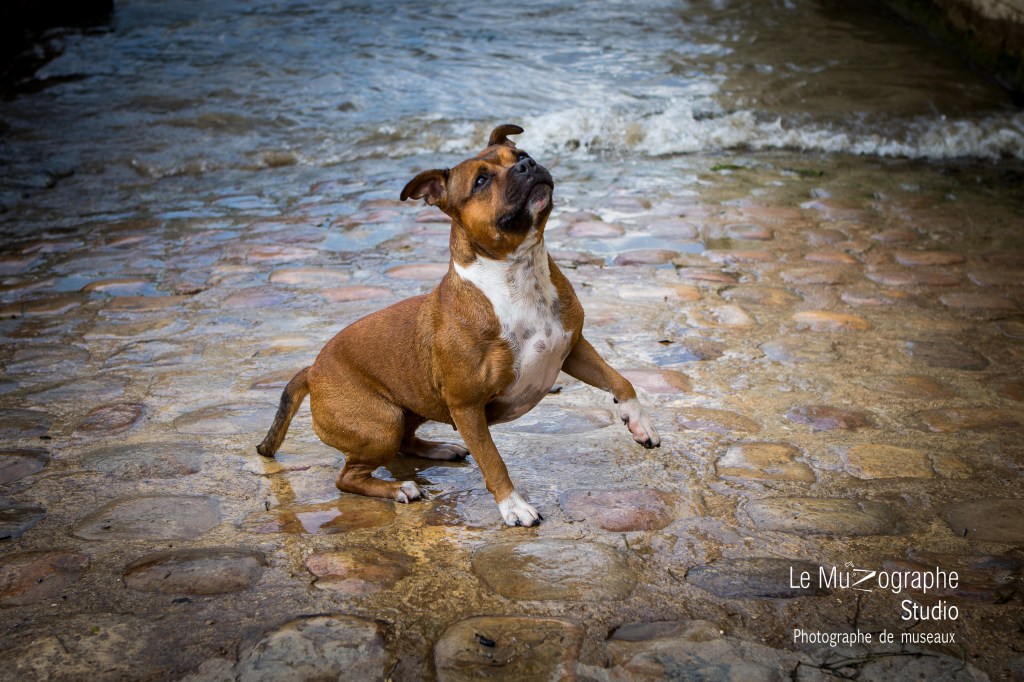 photographe animalier à Paris pour chien parisien