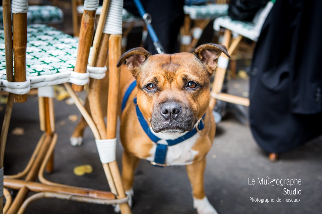 Shooting photo pour chien en bon cadeau par Nathalie Tiennot photographe chiens à Paris