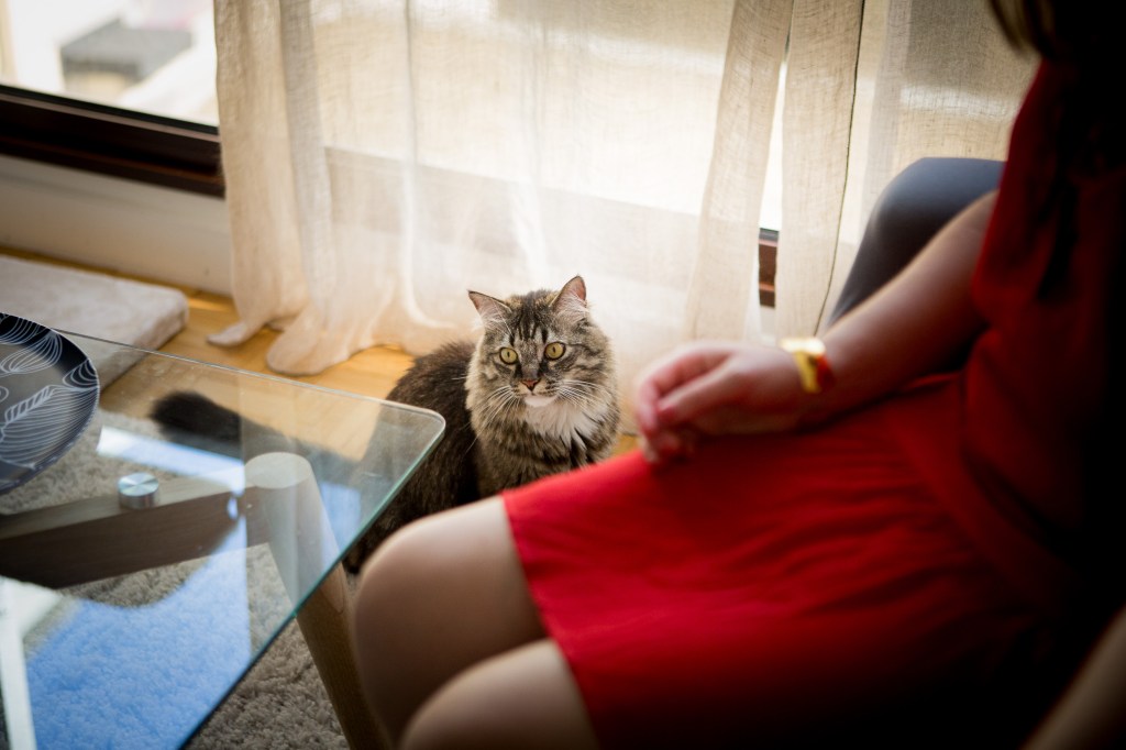 photo reportage maitre et chat, séance photo cadeau pour chat
