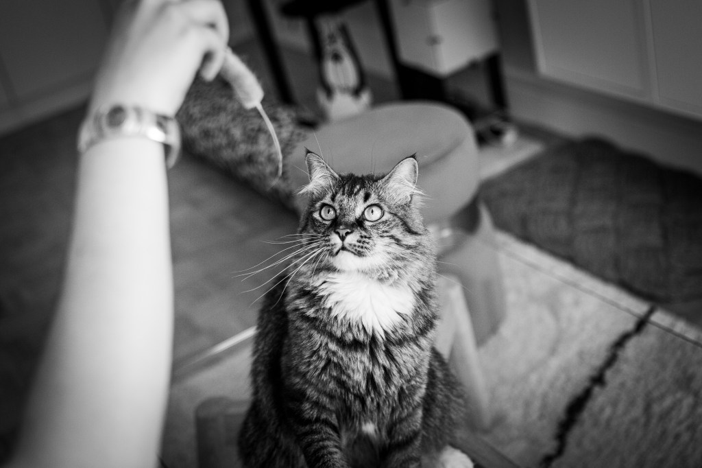 photographe de chat spécialisée à domicile ou en studio à Paris