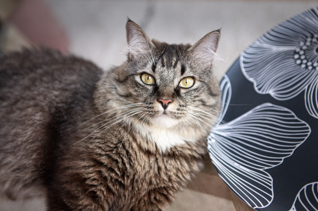 Portrait chat par photographe de chat animalière à Paris et à domicile