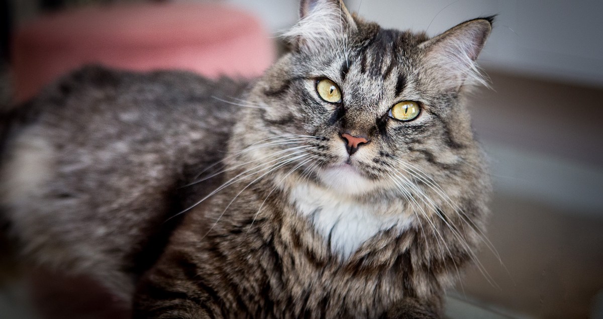 Faire un shooting avec mon chat à Paris avec photographe chat professionnel